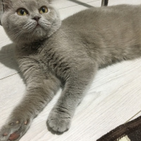 Scottish Fold, Kedi  Gece fotoğrafı