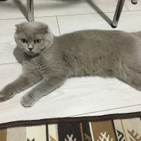 Scottish Fold, Kedi  Gece fotoğrafı