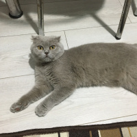 Scottish Fold, Kedi  Gece fotoğrafı