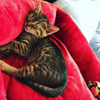 Tekir Kedi, Kedi  Luna fotoğrafı