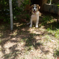 Akbaş, Köpek  Dost fotoğrafı
