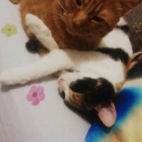 Sarman, Kedi  Tarçın fotoğrafı