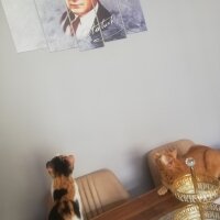 Sarman, Kedi  Tarçın fotoğrafı