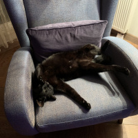 Tekir Kedi, Kedi  Zeytin fotoğrafı