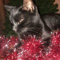 Tekir Kedi, Kedi  Zeytin fotoğrafı