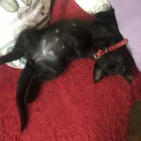 Bombay, Kedi  Karam fotoğrafı