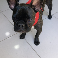 Fransız Bulldog, Köpek  Paris fotoğrafı