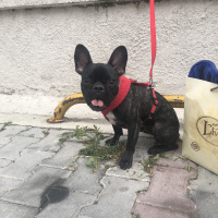 Fransız Bulldog, Köpek  Paris fotoğrafı