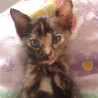 Tekir Kedi, Kedi  karamel fotoğrafı