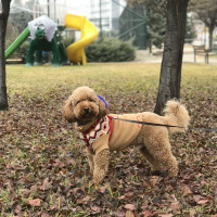 Poodle (Minyatür Kaniş), Köpek  CEO fotoğrafı