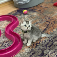 British Shorthair, Kedi  Boncuk fotoğrafı
