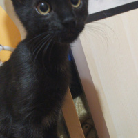 Tuxedo (Smokin) Kedi, Kedi  Puding fotoğrafı