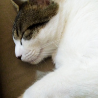 Tekir Kedi, Kedi  Mitra fotoğrafı