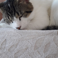 Tekir Kedi, Kedi  Mitra fotoğrafı