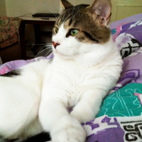 Tekir Kedi, Kedi  Mitra fotoğrafı