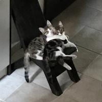 Tekir Kedi, Kedi  Şurup fotoğrafı