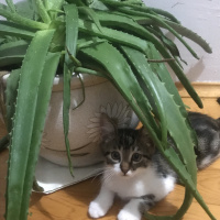 Tekir Kedi, Kedi  Şurup fotoğrafı