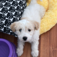 Maltese, Köpek  Bal fotoğrafı