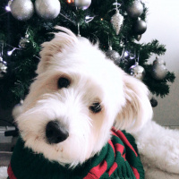 Maltese, Köpek  Bal fotoğrafı