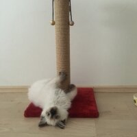 Ragdoll, Kedi  hero fotoğrafı