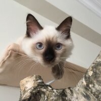 Ragdoll, Kedi  hero fotoğrafı