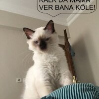 Ragdoll, Kedi  hero fotoğrafı