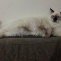 Ragdoll, Kedi  hero fotoğrafı