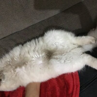 Ragdoll, Kedi  hero fotoğrafı