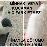 Ragdoll, Kedi  hero fotoğrafı