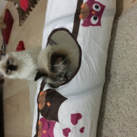 Ragdoll, Kedi  hero fotoğrafı