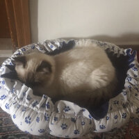 Ragdoll, Kedi  hero fotoğrafı