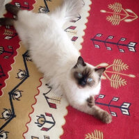 Ragdoll, Kedi  hero fotoğrafı