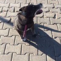 Sibirya Kurdu (Husky), Köpek  mia fotoğrafı