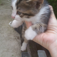 Tekir Kedi, Kedi  Duman, Tekir fotoğrafı