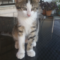 Tekir Kedi, Kedi  Duman, Tekir fotoğrafı