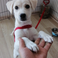 Maltese, Köpek  Mary fotoğrafı