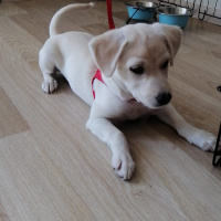 Maltese, Köpek  Mary fotoğrafı