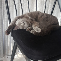 British Shorthair, Kedi  Gölge fotoğrafı