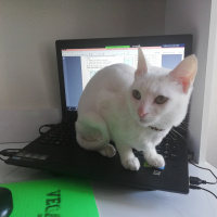 Ankara Kedisi, Kedi  Pamuk fotoğrafı