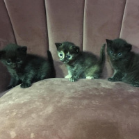 Scottish Fold, Kedi  Badem İncir Behlül fotoğrafı