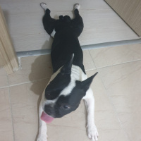 Fransız Bulldog, Köpek  BOMİ fotoğrafı