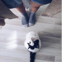 Tekir Kedi, Kedi  JJ fotoğrafı