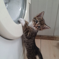 Tekir Kedi, Kedi  Leo , minik kedim❤️ fotoğrafı