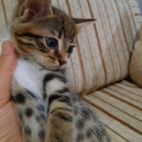 Tekir Kedi, Kedi  Leo , minik kedim❤️ fotoğrafı