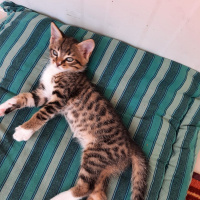 Tekir Kedi, Kedi  Leo , minik kedim❤️ fotoğrafı