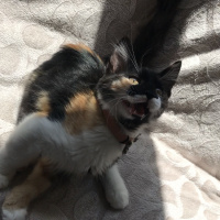 Tekir Kedi, Kedi  Yulaf fotoğrafı