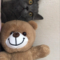 British Shorthair, Kedi  poyraz fotoğrafı