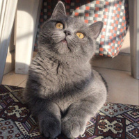 British Shorthair, Kedi  poyraz fotoğrafı