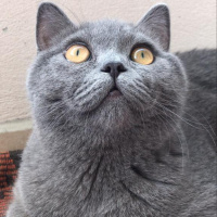 British Shorthair, Kedi  poyraz fotoğrafı