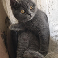 British Shorthair, Kedi  poyraz fotoğrafı